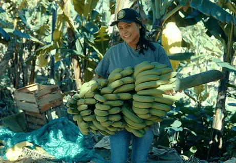 Leitura espacial de áreas agrícolas