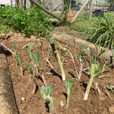 Mudas já plantadas na horta