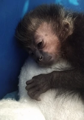 Macaco prego descansando em um cobertor