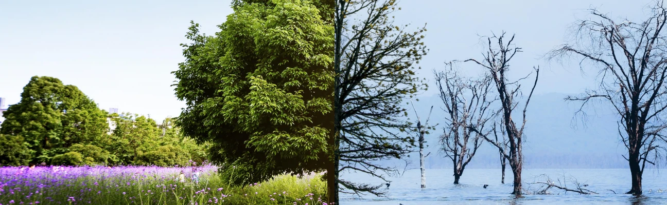 Foto dividida em duas partes: a primeira uma mata verde e a segunda árvores secas