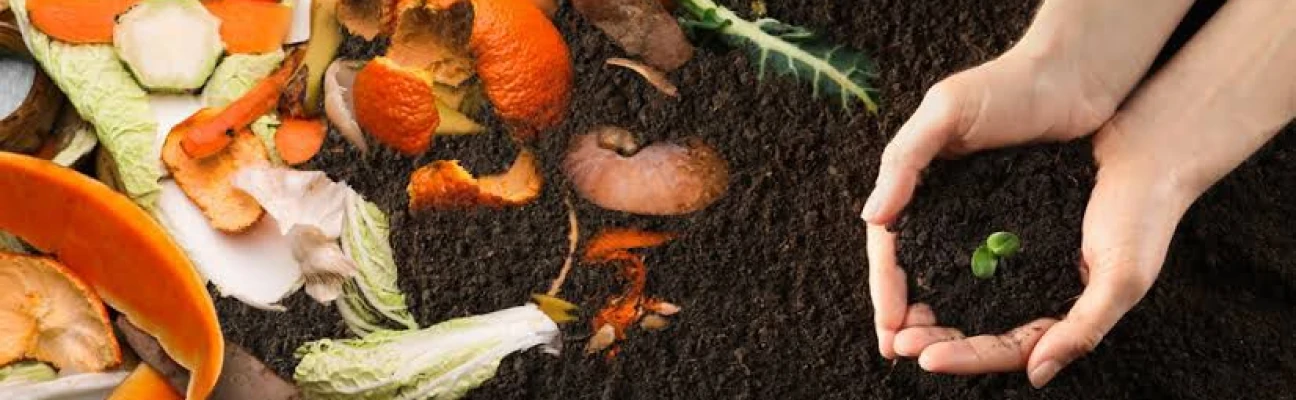 Foto ilustrativa de algumas cascas de laranja em terra preta