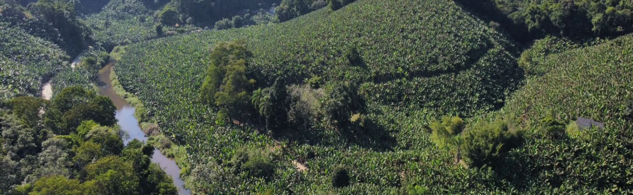 Foto aérea de morros com grande área de plantação de bananas, um rio passando no vale e uma casinha em meio ao bananal