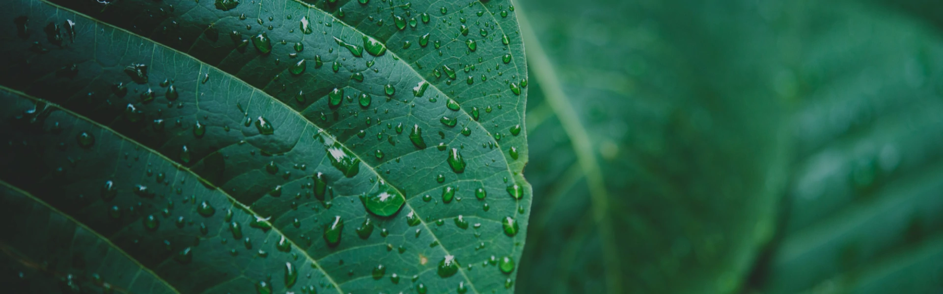 Uma folha de uma planta com pingos d'agua